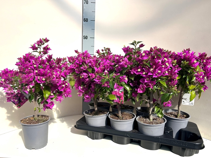 <h4>BOUGAINV ELISABETH</h4>