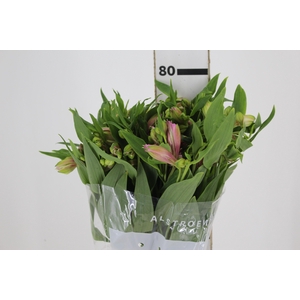 ALSTROEMERIA TAHITI 080 CM