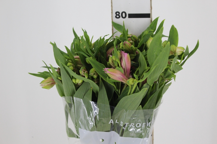 <h4>ALSTROEMERIA TAHITI 080 CM</h4>