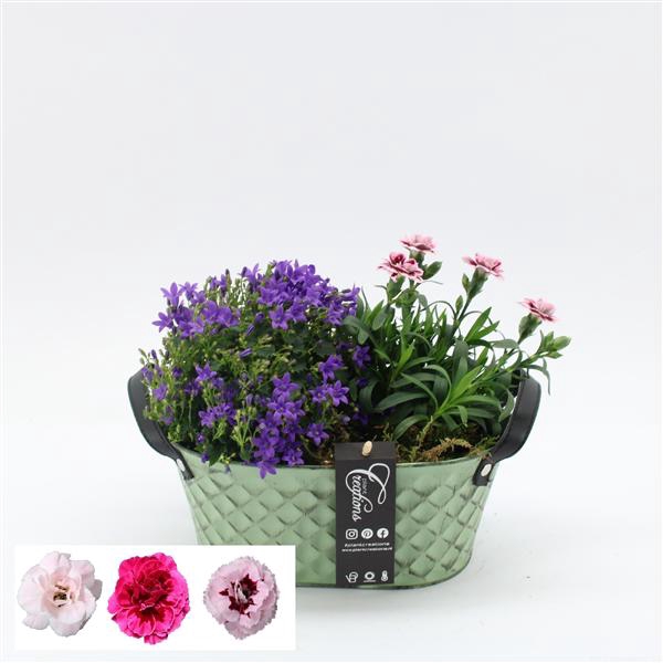 <h4>CACR-2518 Campanula creatie</h4>