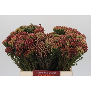 Kaaps Groen Red Brunia