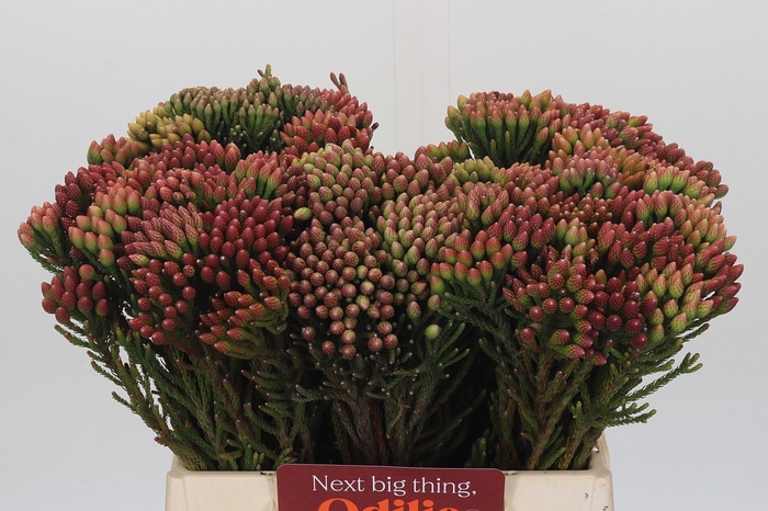 Kaaps Groen Red Brunia