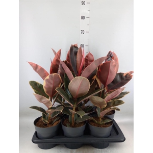 Ficus elastica 'Belize'