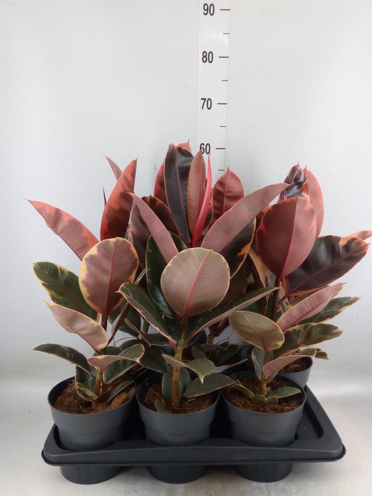 <h4>Ficus elastica 'Belize'</h4>