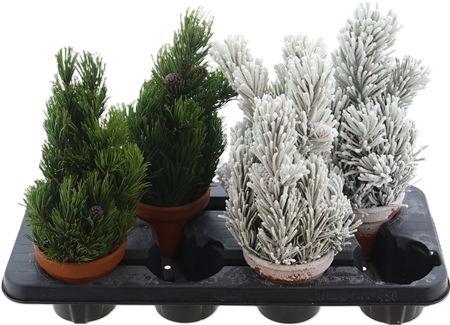 <h4>Dec Sneeuwboom H%</h4>