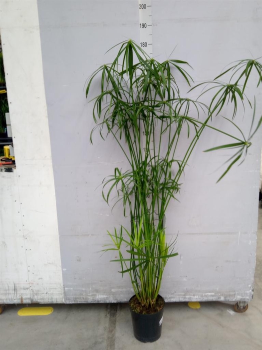 <h4>Cyperus   ...</h4>