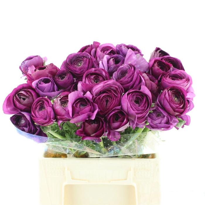 <h4>Ran Su Sr Sherry Purple Super</h4>