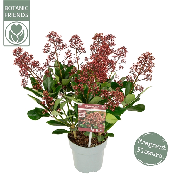 <h4>Skimmia japonica 'Extase' ® 7+</h4>