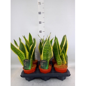 Sansevieria trifa. 'Futura Superba'