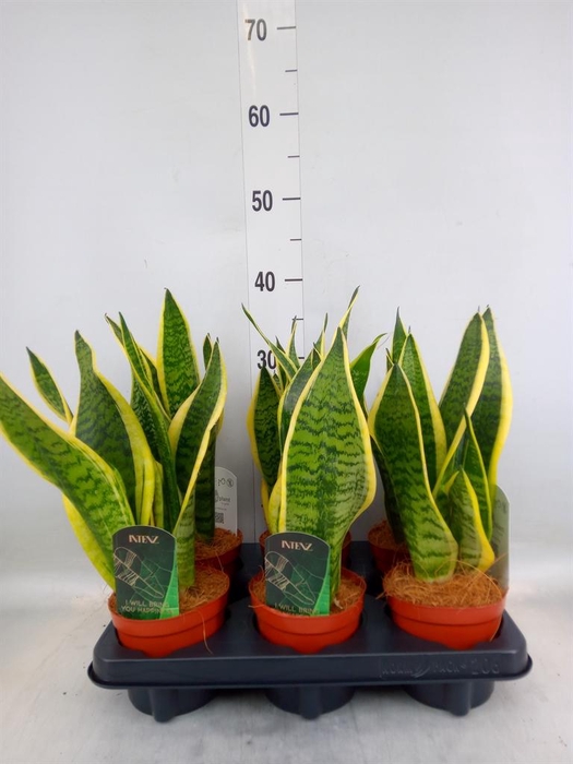 <h4>Sansevieria trifa. 'Futura Superba'</h4>