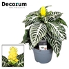 Aphelandra Dania