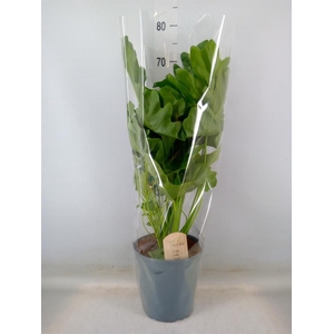 Philodendron bipinn. 'Little Hope'