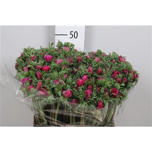 Anem Co Carmel Scarl