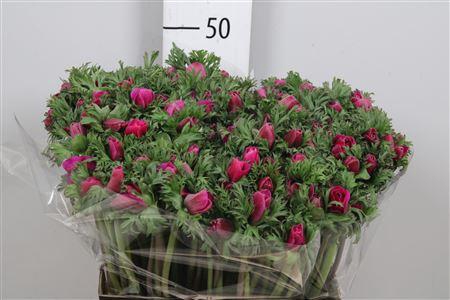 <h4>Anem Co Carmel Scarl</h4>