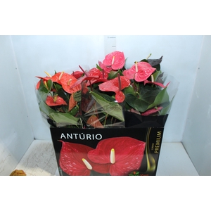 ANTHURIUM VARIADO P17 PREMIUM
