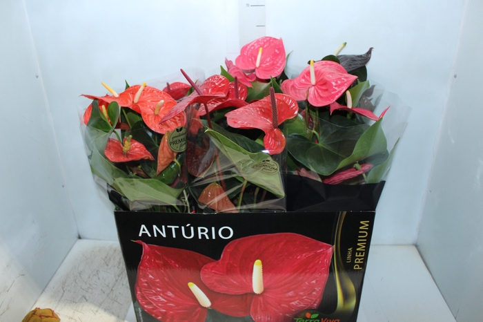 <h4>ANTHURIUM VARIADO P17 PREMIUM</h4>