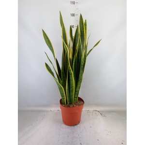 Sansevieria trifa. 'Laurentii'