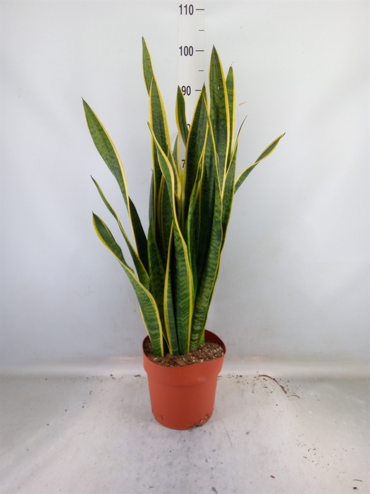 <h4>Sansevieria trifa. 'Laurentii'</h4>