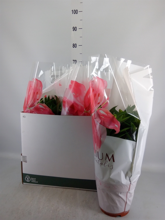 <h4>Lilium ori.  'Entertainer'</h4>
