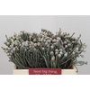 Kaaps Groen Silver Brunia