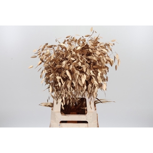Chasmantium Kl Bh Antiek Goud