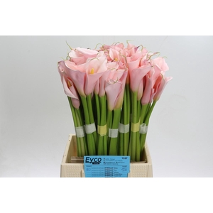 Zantedeschia Eydolls Pink