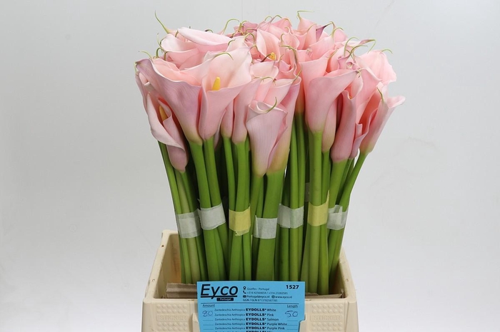 <h4>Zantedeschia Eydolls Pink</h4>