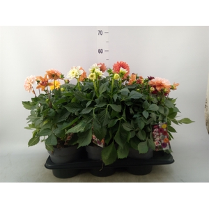 Dahlia DE 'Labella Grande'   ...mix