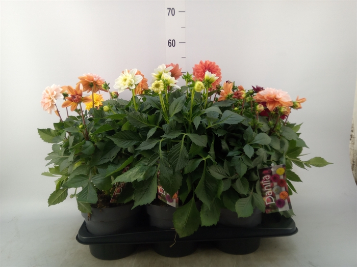 <h4>Dahlia DE 'Labella Grande'   ...mix</h4>
