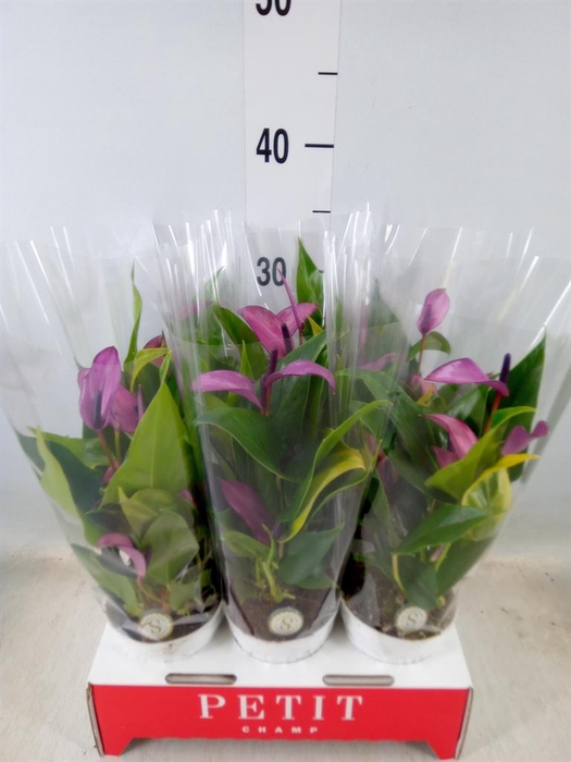 <h4>Anthurium  'Zizou'</h4>