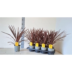 Cordyline australis 'Red Star'