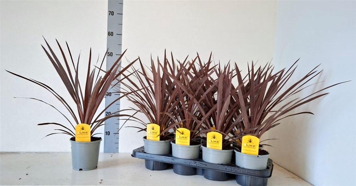 <h4>Cordyline australis 'Red Star'</h4>