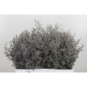 Limonium Misty Blue