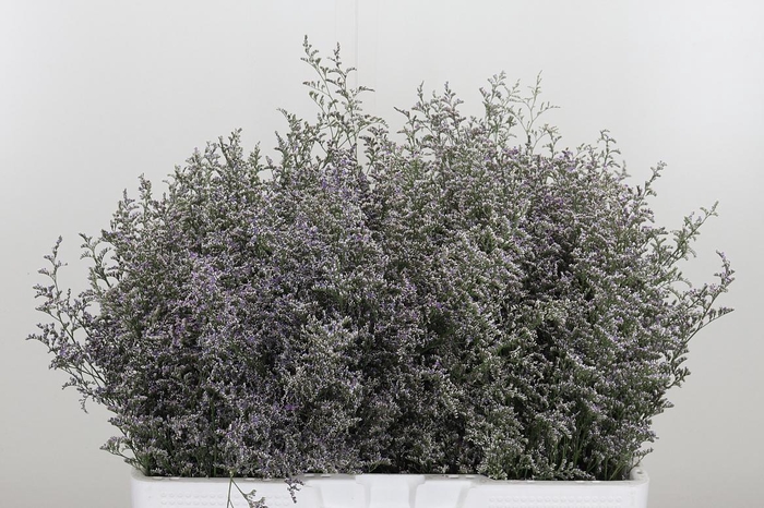 <h4>Limonium Misty Blue</h4>
