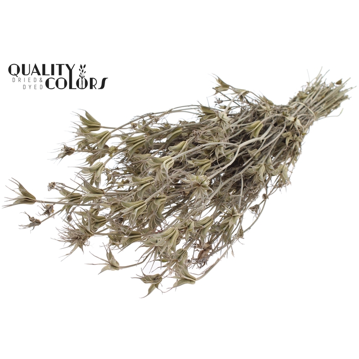 <h4>Nigella Oriëntalis per bunch Frosted White</h4>