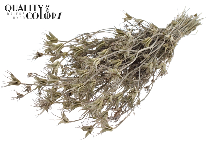 <h4>Nigella Oriëntalis per bunch Frosted White</h4>