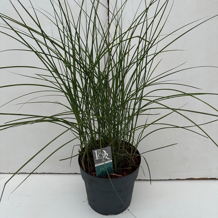 <h4>Graminées Miscanthus 'Gracillimus'</h4>