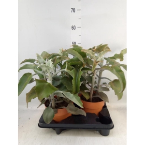 Kalanchoe NF beharensis