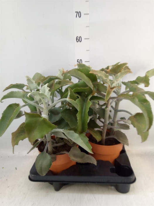 <h4>Kalanchoe NF beharensis</h4>