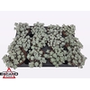 arr8 Sedum Sp Cape Blanco