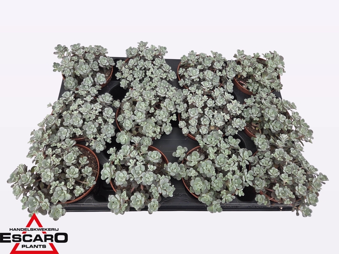 <h4>Sedum Sp Cape Blanco</h4>