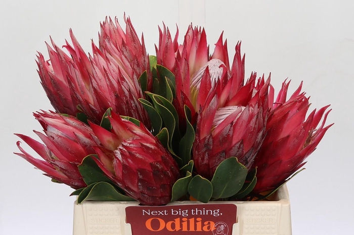 <h4>Protea Cynaroides Madiba</h4>