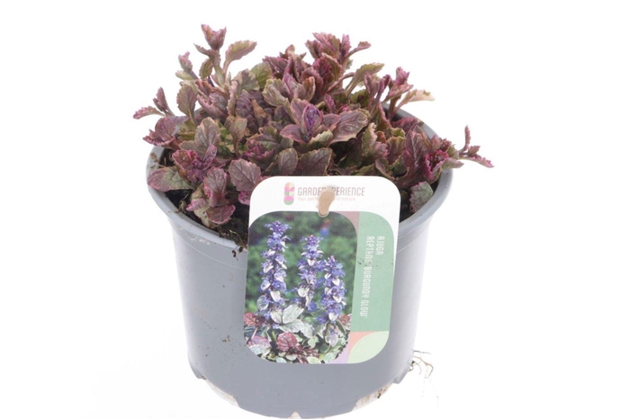 Ajuga reptans Burgundy Glow