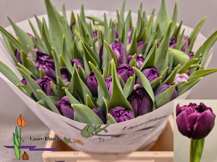 <h4>TU DU PYTHON</h4>