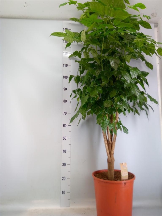 <h4>Radermachera sinica</h4>