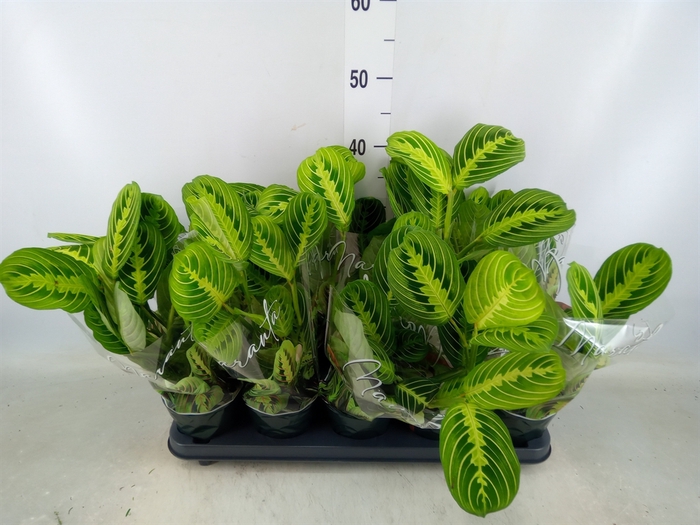 <h4>Maranta leuc. 'Lemon'</h4>