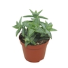 Crassula perforata