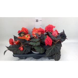 Begonia