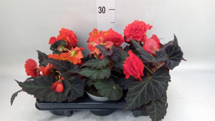 <h4>Begonia</h4>