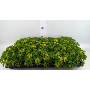 Sedum   ...